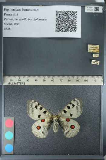 Media type: image;   Entomology 175299